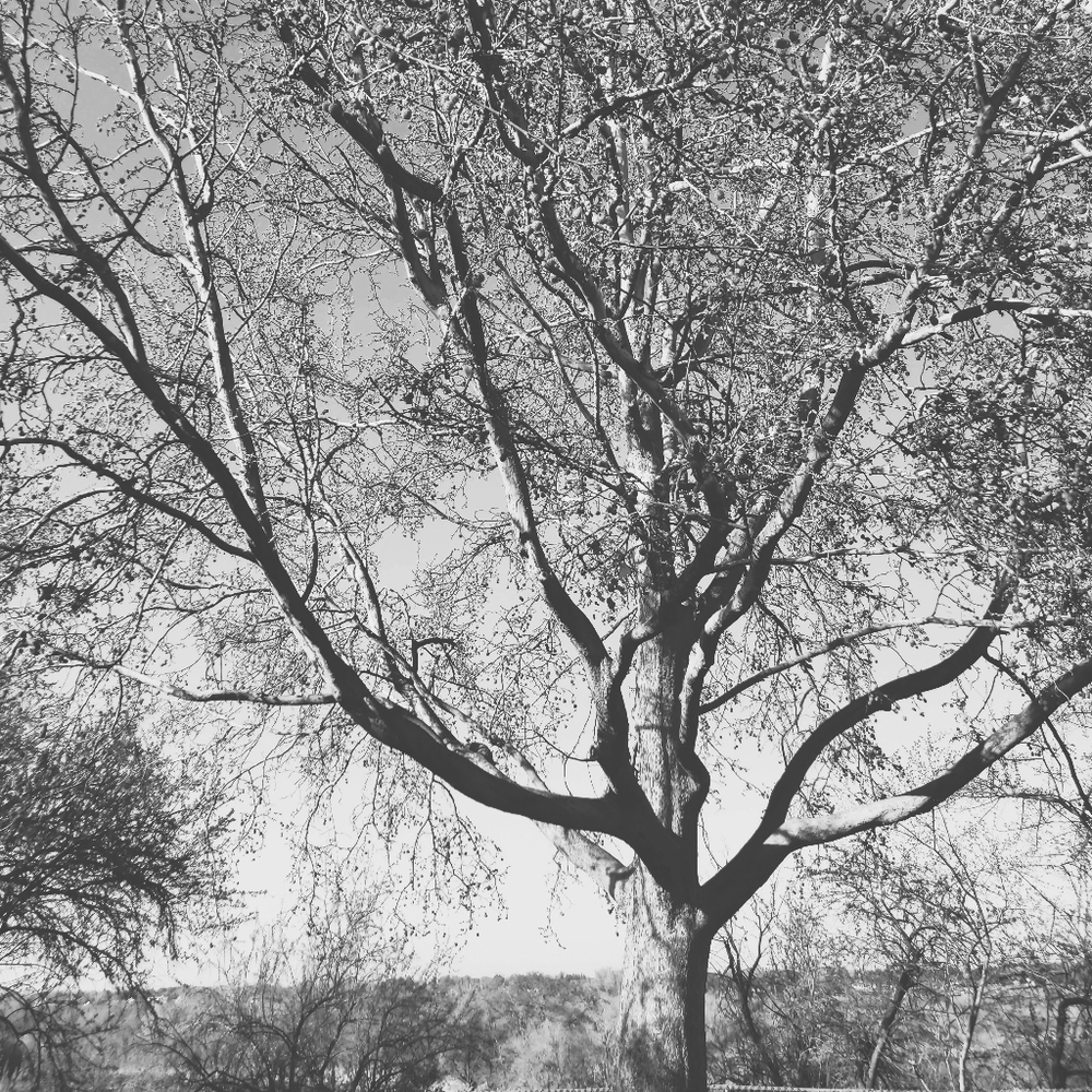 Meet your Posher, Bella